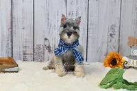 AKC Salt & Pepper | Max, a male Miniature Schnauzer for sale in Antlers, OK – 1 of 7