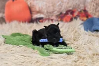 AKC Handsome Lil Jett, a male Miniature Schnauzer for sale in Antlers, OK – 2 of 4
