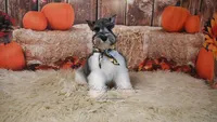 AKC Salt & Pepper Parti | Houston, a male Miniature Schnauzer for sale in Antlers, OK – 6 of 7