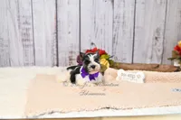 AKC Salt & Pepper Parti | Jewels, a female Miniature Schnauzer for sale in Antlers, OK – 5 of 7