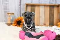 AKC Salt & Pepper | Sydney, a female Miniature Schnauzer for sale in Antlers, OK – 5 of 6