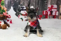 AKC Lil Cash, a male Miniature Schnauzer for sale in Antlers, OK – Photo 5 of 5