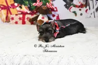 AKC Lil Cash, a male Miniature Schnauzer for sale in Antlers, OK – Photo 1 of 5