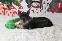 AKC Lil Cash, a male Miniature Schnauzer for sale in Antlers, OK – Photo 2 of 5