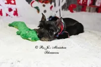 AKC Lil Cash, a male Miniature Schnauzer for sale in Antlers, OK – Photo 3 of 5