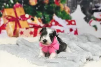 Salt & Pepper Parti | Hope, a female Miniature Schnauzer for sale in Antlers, OK – Photo 2 of 6