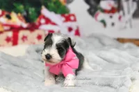 Salt & Pepper Parti | Hope, a female Miniature Schnauzer for sale in Antlers, OK – Photo 3 of 6