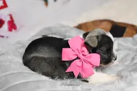 Salt & Pepper Parti | Hope, a female Miniature Schnauzer for sale in Antlers, OK – Photo 6 of 6