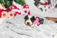 Salt & Pepper Parti | Hope, a female Miniature Schnauzer for sale in Antlers, OK – Photo 4 of 6