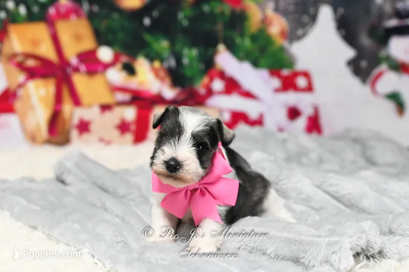 Salt & Pepper Parti | Hope