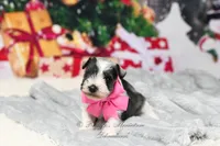 Salt & Pepper Parti | Hope, a female Miniature Schnauzer for sale in Antlers, OK – Photo 1 of 6
