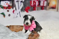 Salt & Pepper Parti | Hope, a female Miniature Schnauzer for sale in Antlers, OK – Photo 5 of 6