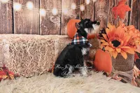 AKC Black & Silver Phantom | Tux, a male Miniature Schnauzer for sale in Antlers, OK – 4 of 9