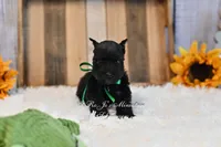 AKC Black Mini Schnauzer Boy, a male Miniature Schnauzer for sale in Antlers, OK – 7 of 8