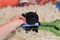 AKC Handsome Lil Jett, a male Miniature Schnauzer for sale in Antlers, OK – 3 of 4