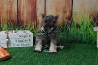 AKC Salt & Pepper Boy, a male Miniature Schnauzer for sale in Antlers, OK – 2 of 8