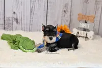 AKC Black & Silver Phantom | Tux, a male Miniature Schnauzer for sale in Antlers, OK – 5 of 5