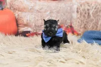 AKC Salt & Pepper | Fritz, a male Miniature Schnauzer for sale in Antlers, OK – 2 of 6