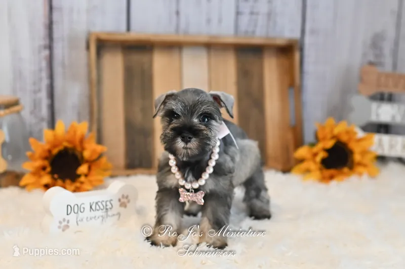 AKC Salt & Pepper | Sydney – Miniature Schnauzer puppy for sale in Antlers, OK