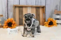 AKC Salt & Pepper | Sydney, a female Miniature Schnauzer for sale in Antlers, OK – 1 of 6