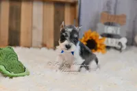 AKC Salt & Pepper Parti | Jaeger, a male Miniature Schnauzer for sale in Antlers, OK – 4 of 5