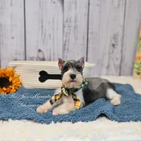AKC Salt & Pepper Parti| Jaeger, a male Miniature Schnauzer for sale in Antlers, OK – 2 of 6