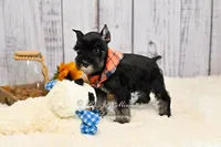 AKC Black & Silver | Ryker, a male Miniature Schnauzer for sale in Antlers, OK – 5 of 6