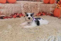AKC Salt & Pepper Parti | Tinker Bell, a female Miniature Schnauzer for sale in Antlers, OK – 1 of 6