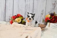 Salt & Pepper Parti | Tinker Bell, a female Miniature Schnauzer for sale in Antlers, OK – 4 of 8