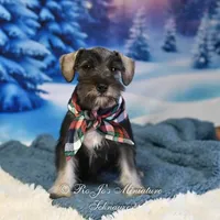 AKC Lil Benji, a male Miniature Schnauzer for sale in Antlers, OK – Photo 5 of 6