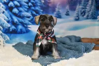 AKC Lil Benji, a male Miniature Schnauzer for sale in Antlers, OK – Photo 5 of 6