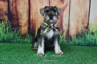 AKC Lil Benji, a male Miniature Schnauzer for sale in Antlers, OK – 3 of 3
