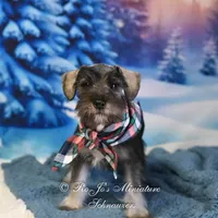 AKC Lil Benji, a male Miniature Schnauzer for sale in Antlers, OK – Photo 3 of 6