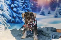 AKC Lil Benji, a male Miniature Schnauzer for sale in Antlers, OK – Photo 3 of 6