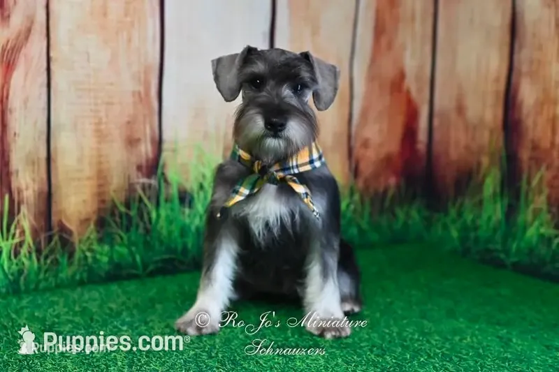 AKC Mini Schnauzer | Benji – Miniature Schnauzer puppy for sale in Antlers, OK