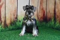 AKC Lil Benji, a male Miniature Schnauzer for sale in Antlers, OK – 2 of 3