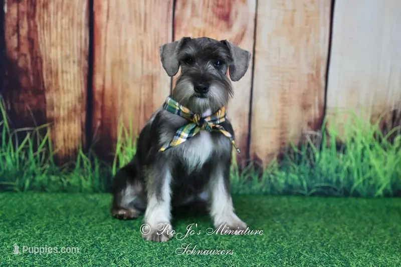 AKC Lil Benji – Miniature Schnauzer puppy for sale in Antlers, OK