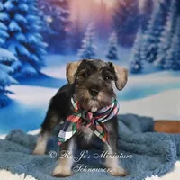 AKC Lil Benji, a male Miniature Schnauzer for sale in Antlers, OK – Photo 2 of 6