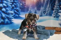 AKC Lil Benji, a male Miniature Schnauzer for sale in Antlers, OK – Photo 2 of 6