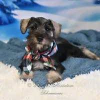 AKC Lil Benji, a male Miniature Schnauzer for sale in Antlers, OK – Photo 4 of 6