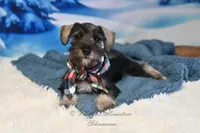 AKC Lil Benji, a male Miniature Schnauzer for sale in Antlers, OK – Photo 4 of 6