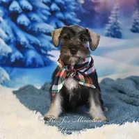 AKC Lil Benji, a male Miniature Schnauzer for sale in Antlers, OK – Photo 1 of 6