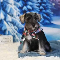 AKC Lil Benji, a male Miniature Schnauzer for sale in Antlers, OK – Photo 6 of 6