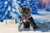 AKC Lil Benji, a male Miniature Schnauzer for sale in Antlers, OK – Photo 6 of 6
