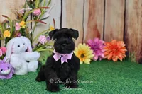 AKC Lil Miss Ebony, a female Miniature Schnauzer for sale in Antlers, OK – Photo 8 of 8