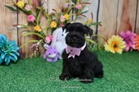 AKC Lil Miss Ebony, a female Miniature Schnauzer for sale in Antlers, OK – Photo 7 of 8