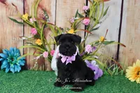 AKC Lil Miss Ebony, a female Miniature Schnauzer for sale in Antlers, OK – Photo 3 of 8
