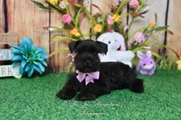 AKC Lil Miss Ebony, a female Miniature Schnauzer for sale in Antlers, OK – Photo 5 of 8
