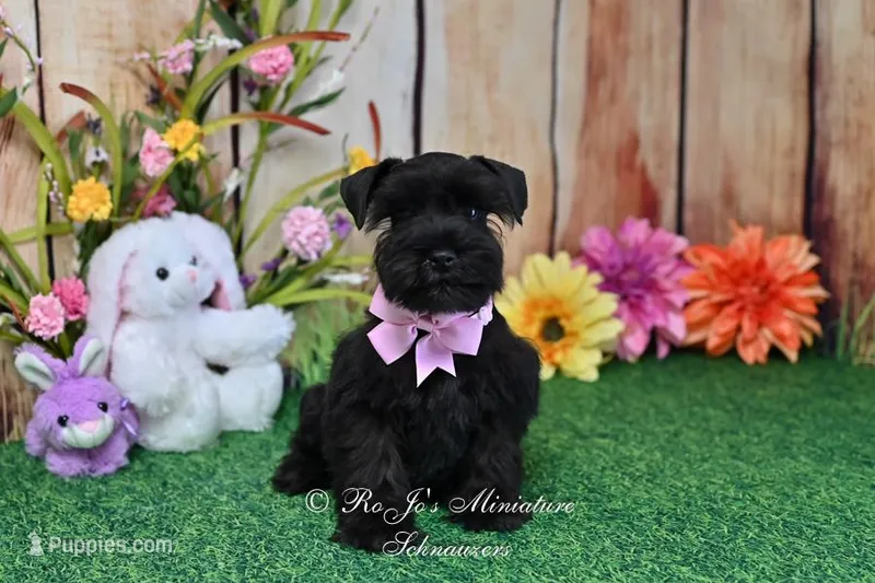 AKC Lil Miss Ebony – Miniature Schnauzer puppy for sale in Antlers, OK