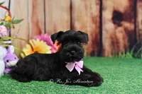 AKC Lil Miss Ebony, a female Miniature Schnauzer for sale in Antlers, OK – Photo 4 of 8